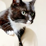 Кошка Юми (photo 5)