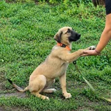 Щенок метис овчарки Арвен — malinois, Leonberg (photo 2)