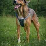 Собака Бобби в добрые руки — bloodhound, malinois (photo 2)