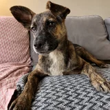 Метис малинуа Ника — malinois, whippet (photo 4)