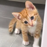Котёнок Ирис в добрые руки — tiger cat, tabby (photo 4)