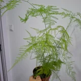 Хамедорея — pot (photo 2)
