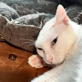 Кошка Луми в добрые руки (photo 9)