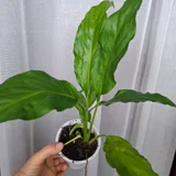 Женское счастье — pot (photo 2)