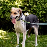 Собака Мира — Saluki, bluetick, Walker hound (photo 4)