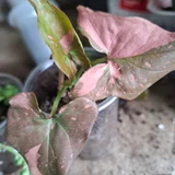 Горшок для цветов — pot (photo 5)