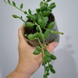 Женское счастье — pot (photo 3)