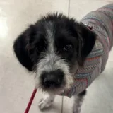 Щенок Снорби (4 мес) — standard schnauzer, wire-haired fox terrier, Tibetan terrier (photo 4)