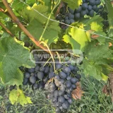 Продукт питания — cucumber, hip (photo 4)