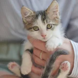 Котёнок Шмат в добрые руки — Egyptian cat, tiger cat, tabby (photo 1)