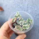 Церропегия Вуда вариегатная — Petri dish (photo 1)