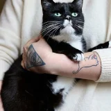 Кошка Юми — Siamese cat, Persian cat, Egyptian cat (photo 4)