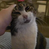 Кошка Шарлотта — tiger cat, tabby, Egyptian cat (photo 2)
