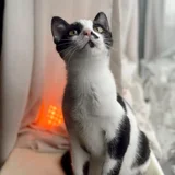 Котёнок Шуфутинский младший (Шуфа) — Egyptian cat (photo 5)