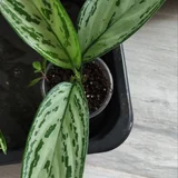 Аглаонемы — pot (photo 1)