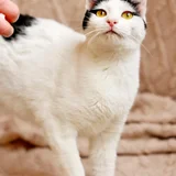 Кошечка Мерилин в добрые руки — Persian cat, Egyptian cat, lynx (photo 1)