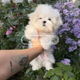Собака (Мальтийская болонка/Лхаса) — Maltese dog (photo 4)