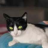 Кошечка Мурочка в добрые руки — Egyptian cat (photo 4)
