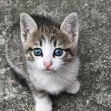 Котята в добрые руки — tabby, tiger cat, Egyptian cat (photo 4)