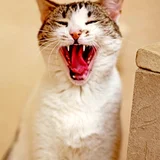 Кошка Орнелла — Egyptian cat, tiger cat, lynx (photo 3)