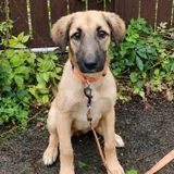 Щенок метис овчарки Арвен — malinois (photo 1)