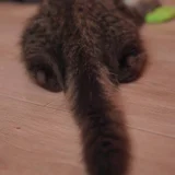 Котёнок Маршалл в добрые руки — meerkat (photo 4)