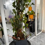 Комнатное растение Филодендрон scandens brasil — pot, sliding door (photo 1)