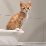 Котёнок Ирис в добрые руки — bathtub, tub (photo 2)