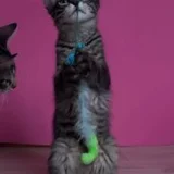 Котёнок Маршалл в добрые руки — tabby, Egyptian cat, tiger cat (photo 5)