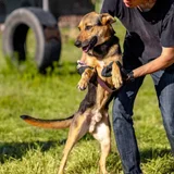 Собака Рекси в добрые руки — German shepherd, Saluki, bloodhound (photo 2)
