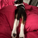 Собака Джуля в добрые руки — basenji, beagle, Boston bull (photo 3)