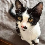 Котёнок — Egyptian cat (photo 9)