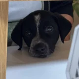 Щенок в добрые руки — bluetick, Labrador retriever (photo 1)