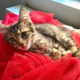 Кот Чешир — tabby (photo 2)