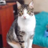 Кот Финдус — Egyptian cat, tabby, tiger cat (photo 2)
