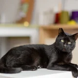 Кот Салем 4 года — Egyptian cat (photo 3)