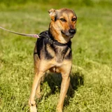 Собака Рекси в добрые руки — German shepherd (photo 3)
