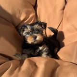 Щенки мини-йорка — Yorkshire terrier (photo 2)