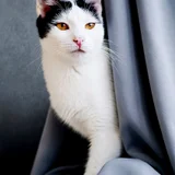 Кошечка Мерилин в добрые руки — Siamese cat, Egyptian cat, seat belt (photo 2)