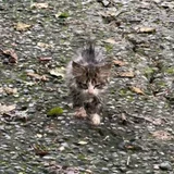 Котёнок — tabby (photo 1)