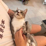 Кошка Жасмин в добрые руки — Egyptian cat, tabby (photo 3)