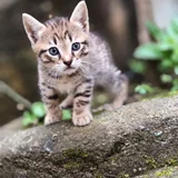 Котята в добрые руки — Egyptian cat, lynx, tabby (photo 1)