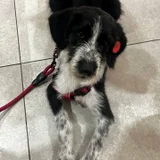 Щенок Снорби (4 мес) — Tibetan terrier, miniature schnauzer, standard schnauzer (photo 3)