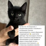 Котята Ник и Кай в добрые руки — Egyptian cat, Siamese cat (photo 2)