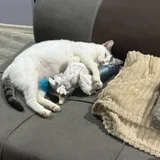 Кошка Минти (photo 6)