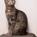 Кошка Смоки — Egyptian cat, tabby, tiger cat (photo 1)
