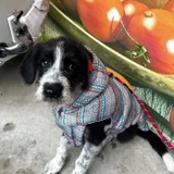 Щенок Снорби — miniature schnauzer, Tibetan terrier (photo 1)