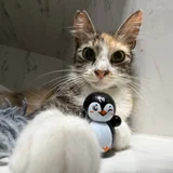 Кошка Флаффи в добрые руки (photo 2)