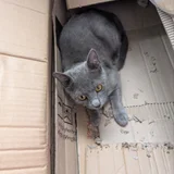 Кошка в добрые руки — Egyptian cat, Siamese cat, tabby (photo 2)