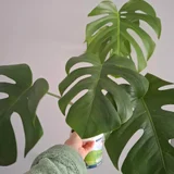 Пеперомия джелли — custard apple, pot (photo 4)
